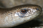 Vorschaubild Anguidae, Anguis fragilis, Blindschleiche_2008_05_23--13-10-33.jpg 