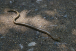 Vorschaubild Anguidae, Anguis fragilis, Blindschleiche_2008_05_23--13-11-45.jpg 