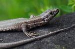Vorschaubild Lacertidae, Podarcis muralis, Mauereidechse_2014_05_14--14-38-08.jpg 