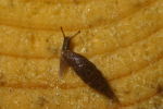 Vorschaubild Mollusca, Clausiliidae, Schliessmundschnecke_2006_05_27--16-40-04.jpg 