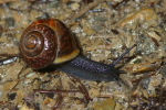 Vorschaubild Mollusca, Helicidae, Arianta sp._2006_05_27--16-41-10.jpg 