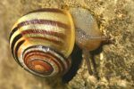 Vorschaubild Mollusca, Helicidae, Cepaea sp._2007_04_11--10-29-50.jpg 