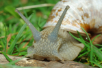 Vorschaubild Mollusca, Helicidae, Helix pomatia, Weinbergschnecke_2010_05_14--14-23-11.jpg 