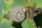 Vorschaubild Mollusca, Helicodontidae, Helicodonta obvoluta_2005_08_26--08-54-15.jpg 