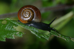 Vorschaubild Mollusca, Hygromiidae, Euomphalia sp._2008_09_08--12-07-39.jpg 