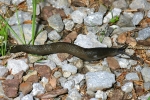 Vorschaubild Mollusca, Limacidae, Limax cinereoniger, Schwarzer Schnegel_2006_07_10--07-48-11.jpg 