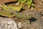 Vorschaubild Squamata, Lacertidae, Podarcis muralis, Mauereidechse_2007_04_14--16-49-28.jpg 