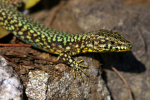 Vorschaubild Squamata, Lacertidae, Podarcis muralis, Mauereidechse_2007_04_14--16-50-36.jpg 