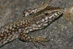 Vorschaubild Squamata, Lacertidae, Podarcis muralis, Mauereidechse_2007_04_17--17-29-26.jpg 