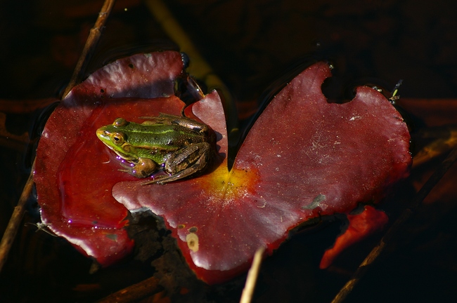 ../previews/000-Amphibia, Ranidae, Rana esculenta, Teichfrosch_2005_01_01--04-35-29.jpeg.medium.jpeg