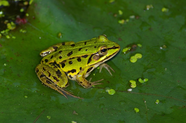 ../previews/002-Amphibia, Ranidae, Rana ridibunda, Seefrosch_2008_06_23--12-21-20.jpeg.medium.jpeg