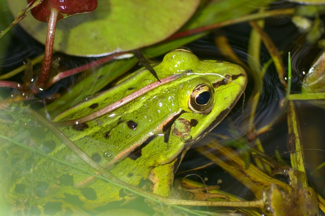 ../previews/003-Amphibia, Ranidae, Rana ridibunda, Seefrosch_2008_08_25--14-47-29.jpeg.medium.jpeg