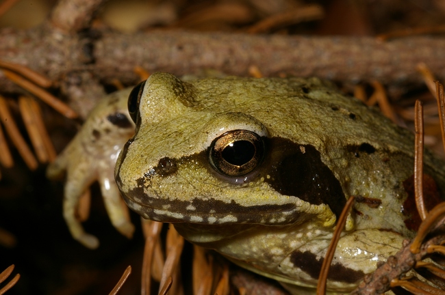 ../previews/004-Amphibia, Ranidae, Rana temporaria_2007_09_15--12-57-49.jpeg.medium.jpeg