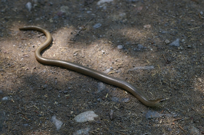 ../previews/006-Anguidae, Anguis fragilis, Blindschleiche_2008_05_23--13-11-45.jpeg.medium.jpeg