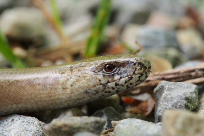 ../previews/007-Anguis fragilis, Blindschleiche_2017_05_13--14-48-18.jpeg.medium.jpeg