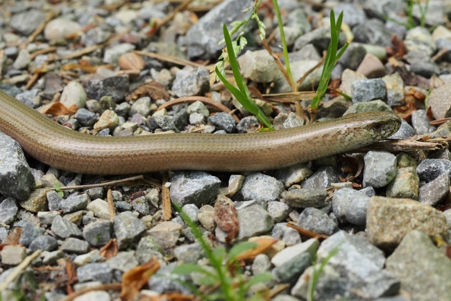 ../previews/008-Anguis fragilis, Blindschleiche_2017_05_13--14-48-29.jpeg.medium.jpeg