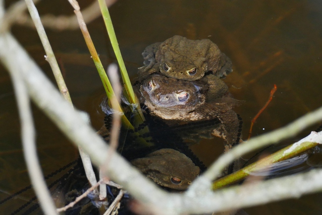 ../previews/011-Bufonidae, Bufo bufo, Erdkroete, Paarung und Laichschnuere_2020_03_04--16-00-54.jpeg.medium.jpeg