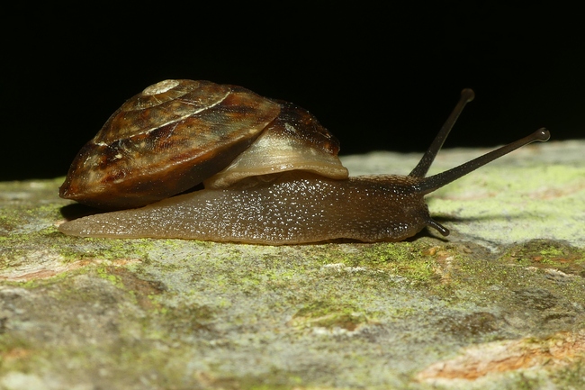 ../previews/015-Helicidae, Helicigona lapicida_2022_06_06--11-24-51.jpeg.medium.jpeg