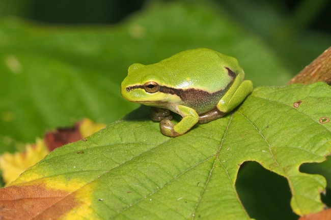 ../previews/018-Hylidae, Hyla arborea, Europaeischer Laubfrosch_2018_07_04--09-26-43.jpeg.medium.jpeg
