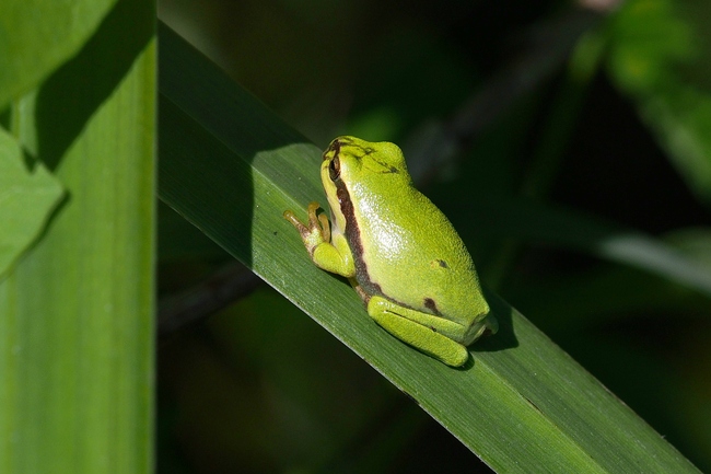 ../previews/020-Hylidae, Hyla arborea, Europaeischer Laubfrosch_2022_07_17--09-08-48.jpeg.medium.jpeg