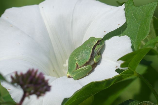 ../previews/022-Hylidae, Hyla arborea, Europaeischer Laubfrosch_2023_07_18--10-01-07.jpeg.medium.jpeg