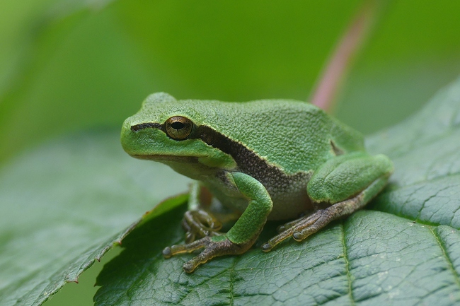 ../previews/023-Hylidae, Hyla arborea, Europaeischer Laubfrosch_2023_08_15--10-17-11.jpeg.medium.jpeg