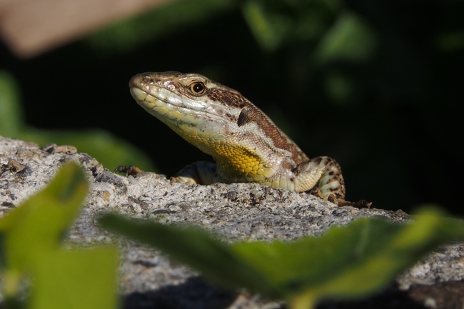 ../previews/028-Lacertidae, Podarcis muralis, Mauereidechse_2018_06_22--17-10-10.jpeg.medium.jpeg