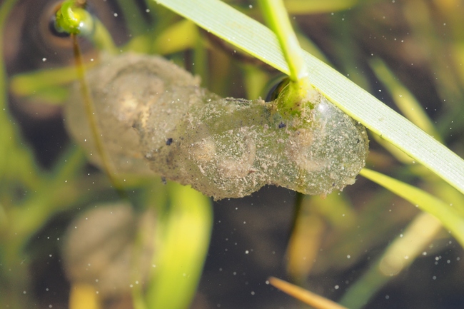 ../previews/030-Lurche, Bombinatoridae, Bombina variegata, Gelbbauchunke, Laich_2015_05_08--08-14-43.jpeg.medium.jpeg