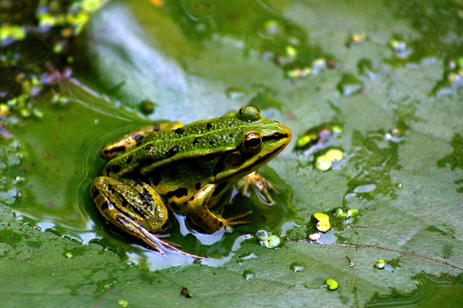 ../previews/032-Lurche, Ranidae,_2008_06_23--12-20-04.jpeg.medium.jpeg