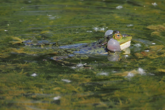 ../previews/034-Lurche, Ranidae, Rana lessonae, Kleiner Wasserfrosch_2015_05_08--12-24-01.jpeg.medium.jpeg