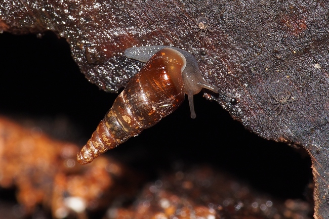 ../previews/043-Mollusca, Clausiliaceae, Schliessmundschnecke_2020_08_31--10-04-02.jpeg.medium.jpeg