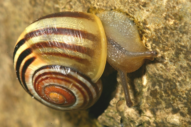 ../previews/045-Mollusca, Helicidae, Cepaea_2007_04_11--10-29-50.jpeg.medium.jpeg