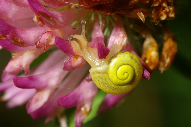 ../previews/046-Mollusca, Helicidae, Cepaea_2007_06_11--06-37-48.jpeg.medium.jpeg