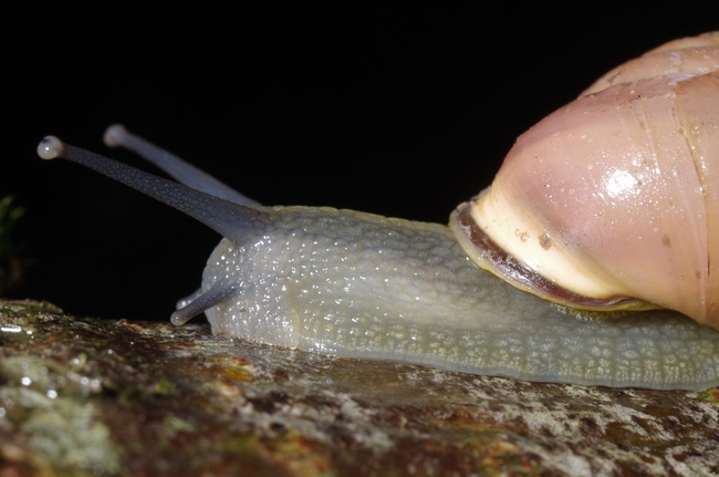 ../previews/047-Mollusca, Helicidae, Cepaea_2014_07_13--12-46-06.jpeg.medium.jpeg