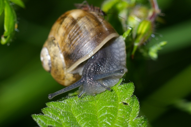 ../previews/048-Mollusca, Helicidae, Helix pomatia, Weinbergschnecke_2005_05_27--08-51-22.jpeg.medium.jpeg