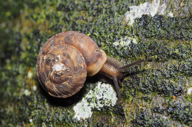 ../previews/049-Mollusca, Hygromiidae,_2018_05_31--06-25-36.jpeg.medium.jpeg