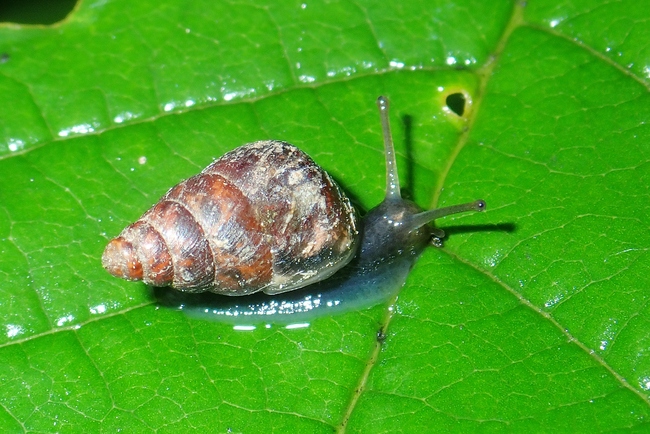 ../previews/050-Mollusca, Hygromiidae, Cochlicella,_2020_06_07--12-14-39.jpeg.medium.jpeg