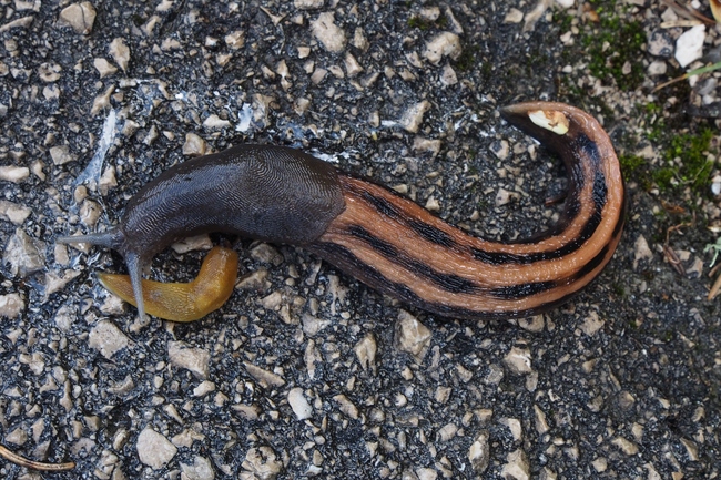 ../previews/053-Mollusca, Limacidae,_2016_06_06--14-01-48.jpeg.medium.jpeg