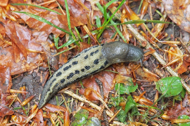 ../previews/054-Mollusca, Limacidae, Limax maximus, Tigerschnegel_2020_04_28--13-08-01.jpeg.medium.jpeg