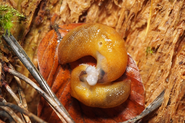 ../previews/055-Mollusca, Limacidae, Malacolimax, Paarung_2017_11_23--13-38-42.jpeg.medium.jpeg
