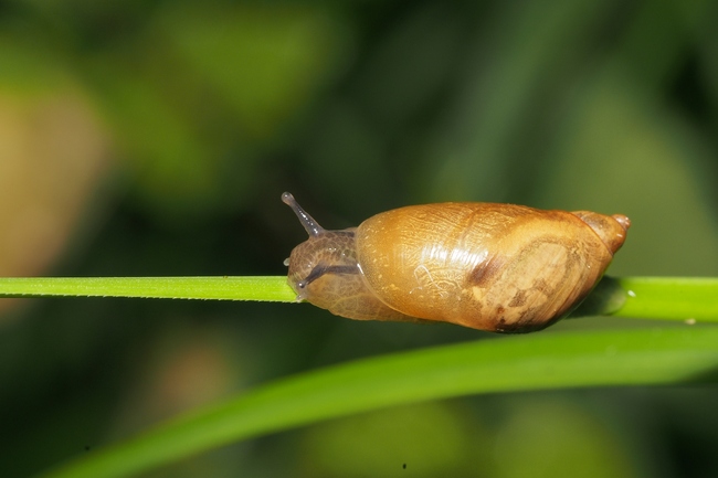 ../previews/057-Mollusca, Succinaeidae, Succinea putris, Bernsteinschnecke_2018_06_16--07-32-34.jpeg.medium.jpeg