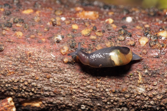 ../previews/059-Mollusca, Vitrinidae, Eucobresia, Glasschnecke_2017_11_22--13-46-01.jpeg.medium.jpeg