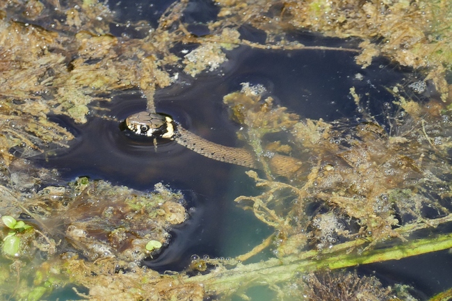 ../previews/063-Natrix natrix, Ringelnatter, schwimmend_2019_08_01--14-37-10.jpeg.medium.jpeg