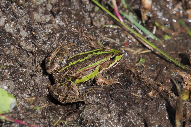 ../previews/066-Ranidae, Pelophylax esculentus, Teichfrosch_2018_08_15--11-31-01.jpeg.medium.jpeg