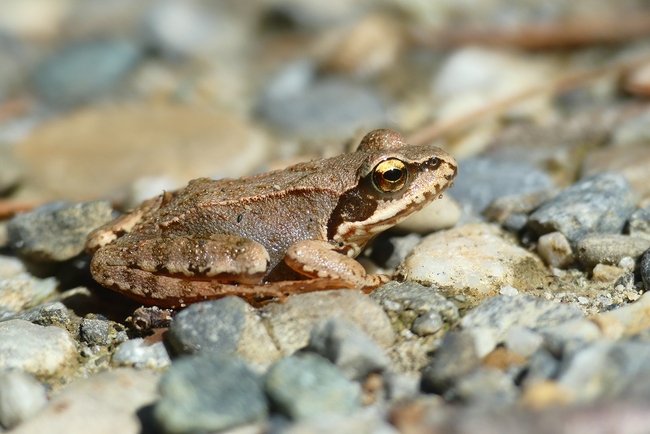 ../previews/068-Ranidae, Rana dalmatina, Springfrosch_2022_08_10--11-02-09.jpeg.medium.jpeg