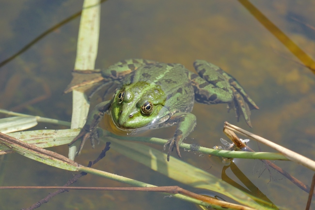 ../previews/070-Ranidae, Rana ridibunda, Seefrosch_2017_08_20--14-41-40.jpeg.medium.jpeg