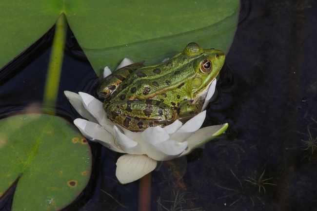 ../previews/071-Ranidae, Rana ridibunda, Seefrosch_2018_06_26--10-35-55.jpeg.medium.jpeg