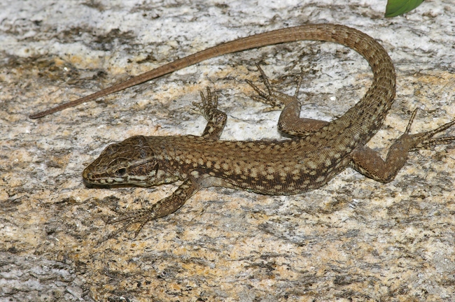 ../previews/074-Squamata, Lacertidae, Podarcis muralis, Mauereidechse_2007_04_17--17-37-07.jpeg.medium.jpeg