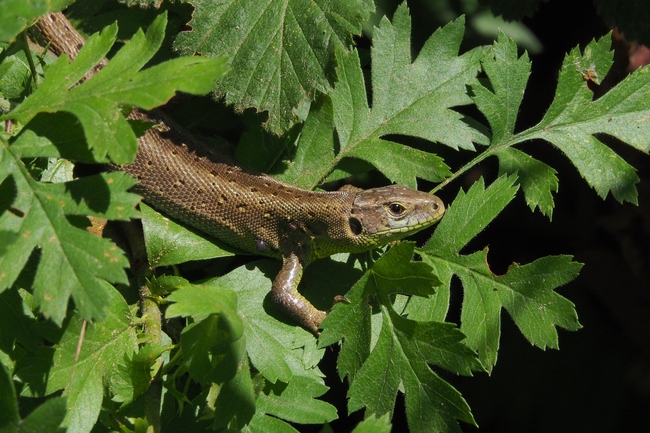 ../previews/075-Zootoca vivipara, Waldeidechse_2018_06_10--09-47-01.jpeg.medium.jpeg