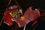 thumbnails/000-Amphibia, Ranidae, Rana esculenta, Teichfrosch_2005_01_01--04-35-29.jpeg.small.jpeg